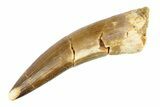 Fossil Plesiosaur (Zarafasaura) Tooth - Morocco #297898-1